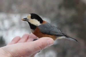 手に乗ってえさをついばむヤマガラ