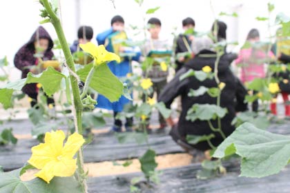 キュウリのハウス栽培を見学する吉田小3年生