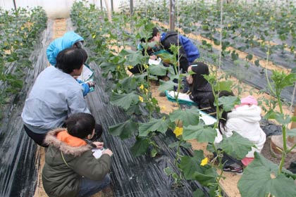 キュウリをじっくり観察して組合員に質問したりスケッチしたり
