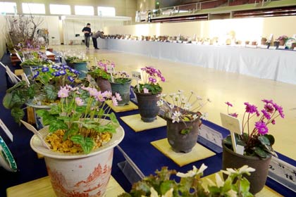 第16回日本・新潟雪割草まつり