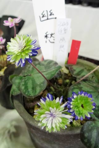 20万円の値札がつくユキワリソウ