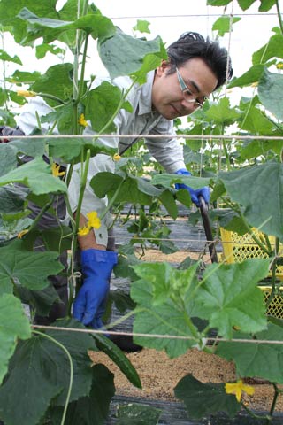 「もちまち春キュウリ」を収穫する本町蔬菜出荷組合の若手リーダー、池田学哲さん
