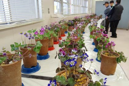 15日、三条パール金属スタジアム内で開かれる三条雪割草寿会の第16回雪割草展示会