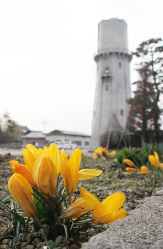  黄色いクロッカスの花が咲いた燕市総合文化センター前の花壇の16日のようす