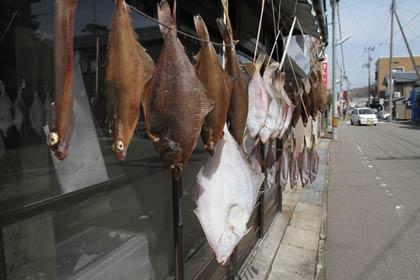 寺泊の鮮魚店前に下がったカレイ