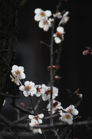 燕市花見で咲いていたウメ