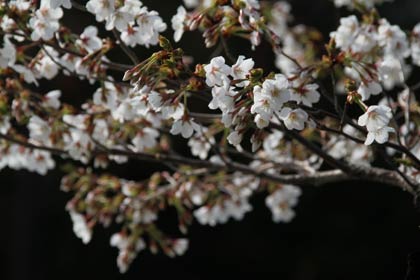 すでにこれだけ咲いて五分咲きを過ぎる