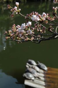 三条市・八幡宮公園の池で甲羅干しするカメの上で咲き始めたサクラ