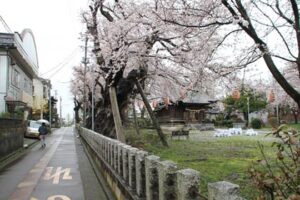 6日、雨のなかでも七分咲きほどになった燕市南3、金山神社のサクラ