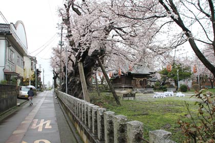  6日、雨のなかでも七分咲きほどになった燕市南3、金山神社のサクラ