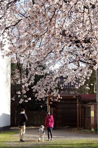 三条市の市街地でサクラが見ごろに