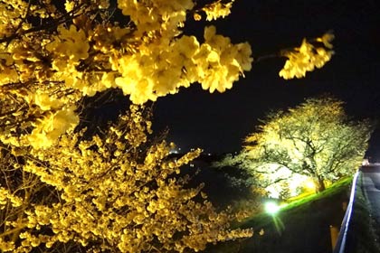 10日にライトアップが始まった燕市文化会館前の中ノ口川左岸のサクラ
