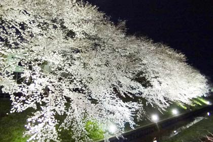  金子新田工場団地内の三条市清掃センター側の水路沿いに株式会社三条工機製作所が植えたサクラのライトアップ