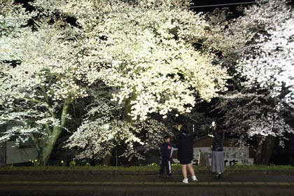 サクラをバックに写真を撮る