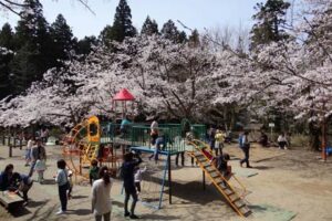 青空の日曜で加茂山公園は花見やリス園の客でにぎわう