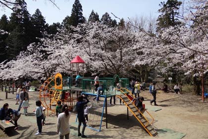  12日、ソメイヨシノが満開で花見客や行楽客であふれた加茂山公園