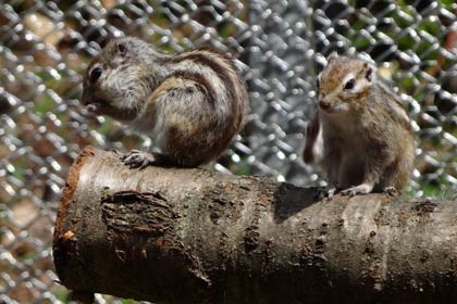 リス園のシマリス