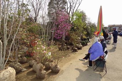 11、12日と「春の植木まつり」が開かれた保内緑花木センター