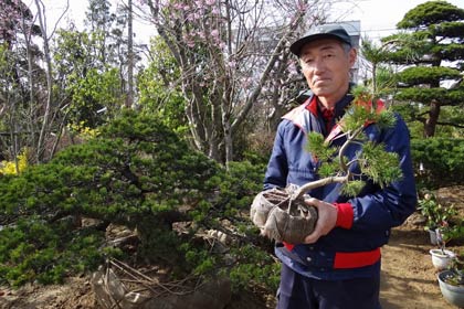 後ろにあるゴヨウマツは樹齢80年