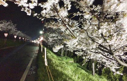 おいらん道中が進む大河津分水サクラ並木の15日夜のライトアップのようす