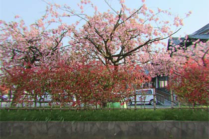 三条市歴史民俗産業資料館のヤエザクラは大型連休を待たずに満開
