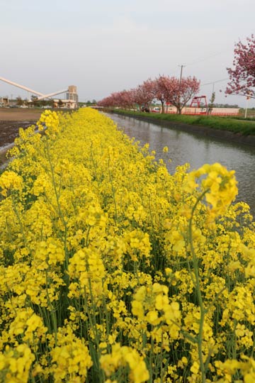 長岡市寺泊敦ヶ曽根地内を流れる新潟新用水の土手に連なるアブラナとヤエザクラの花 
