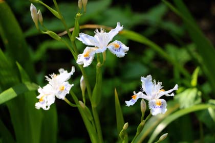 シャガの花