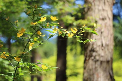 ヤマブキの花