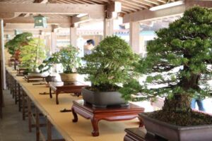 第30回弥彦神社奉納盆栽展