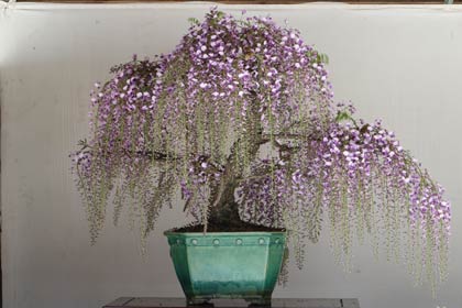 すでに花が見ごろのフジ