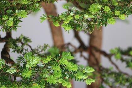 新芽の緑が鮮やかなコメツガ