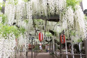 4日の三条はことし最高27.9度、安了寺の「八王寺の白藤」はすでに見ごろ