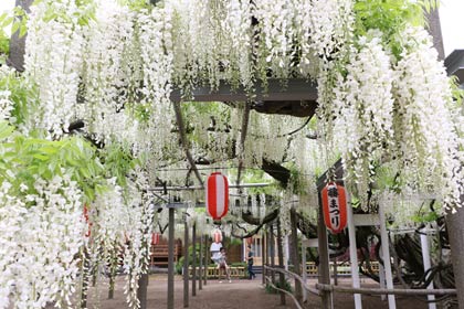 すでに見ごろの安了寺の「八王寺の白藤」