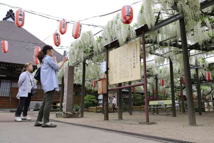 見物客が切れ目ない