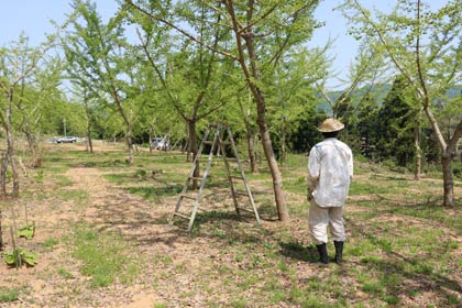 イチョウの畑で作業する渡辺さん