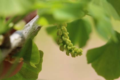 イチョウの雄花