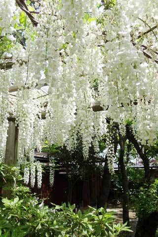  三条市丸井今井邸で早くも満開の白いフジの花