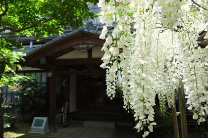 丸井今井邸とフジの花