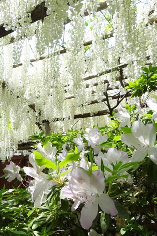 ツツジとフジの花の競演