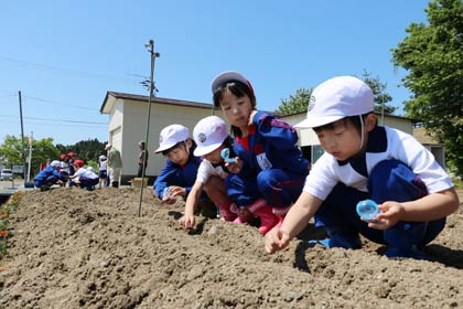 NPO法人分水さくらを守る会のヒマワリの畑に種を植える分水北小1年生