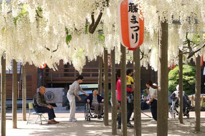 盛りは過ぎたがまだ十分に花見が楽しめる八王寺の白藤
