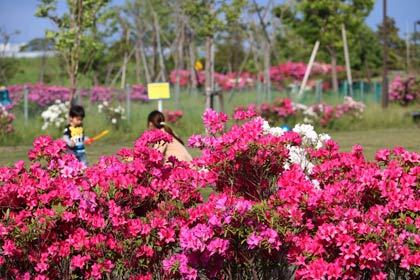 ツツジが満開の燕市交通公園