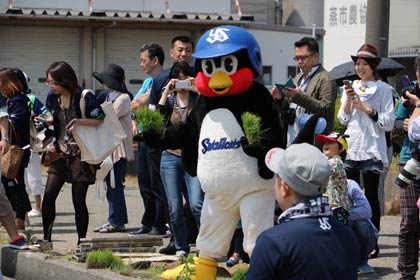 田植えを手伝う？つば九郎