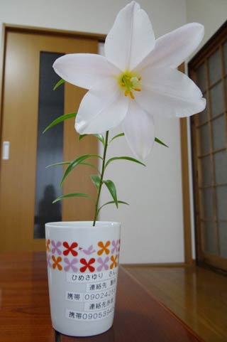 コーヒーカップを鉢代わりにしたヒメサユリ