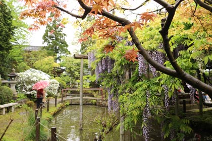 春のフジの花や新緑の色がさえる境内
