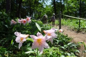 「高城ヒメサユリ祭り」が始まった高城城址の登山道「ヒメサユリの小径」に群生して咲くヒメサユリ