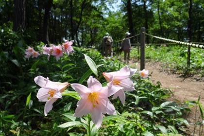 「高城ヒメサユリ祭り」が始まった高城城址の登山道「ヒメサユリの小径」に群生して咲くヒメサユリ