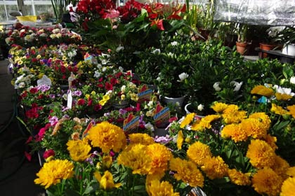 抽選でプレゼントする花鉢