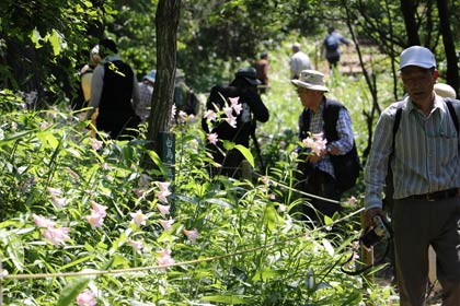 登山客でにぎわうヒメサユリが満開のヒメサユリの小径