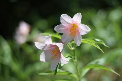  清楚なヒメサユリの花